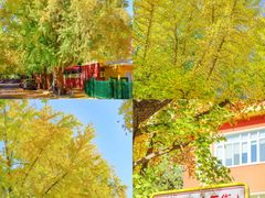 -三里屯东五街银杏大道