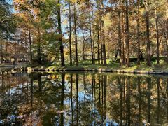 -上海共青森林公园