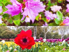 -上海鲜花港
