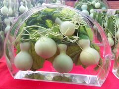 -北戴河集发农业梦想王国