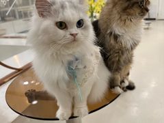 -共舞时光猫咖·狗咖(新街口店)