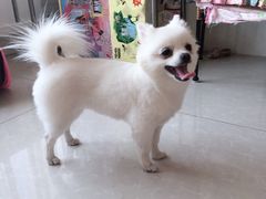 -瑞派宠物医院·24小时骨科·心脏·核磁(哈尔滨南岗店)