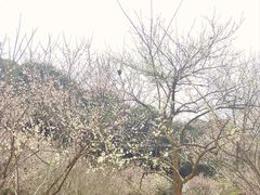 -广州市白云山风景名胜区