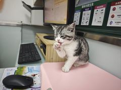 -宠福鑫康馨动物医院·骨科·眼科