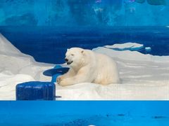 -海合安天津极地海洋公园
