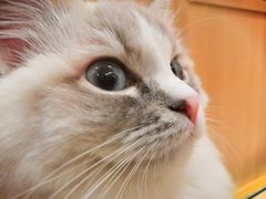 -CAT’S MEWSTAR CAFE·喵星球猫屋(晴湾咖啡店)