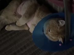 -伟伟宠物医院·CT影像中心·瑞派犬猫综合性门诊(汉口总院)