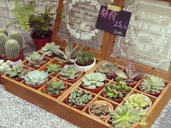 -小洲村