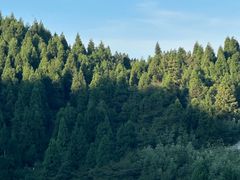 -武陵山森林公园