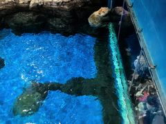 -海合安武汉极地海洋公园