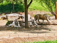 -北京野生动物园