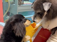 -FAELING PETS美天灵宠物(合生汇店)