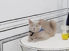 -白夜2D咖啡馆