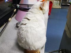 -康成宠物医院24H·CT·核磁共振