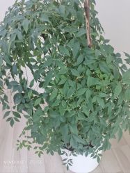 -HEYAN荷妍专业脱毛连锁机构