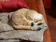 -东方名猫馆·英短金渐层布偶猫舍(环线广场1号楼店)