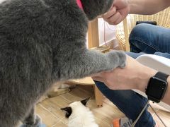 -李小姐の猫咖啡馆(五角场店)