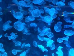 -上海海昌海洋公园
