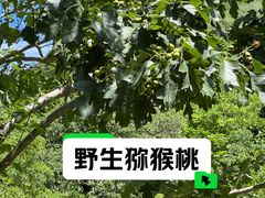 -大岭沟猕猴桃谷风景区