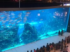 -迪拜水族馆及水下动物园