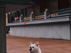 -峨眉山报国寺
