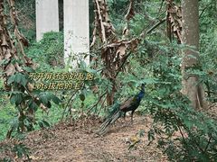 -野象谷景区