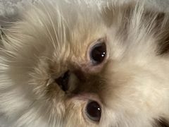 -楼上猫咖(罗湖店)