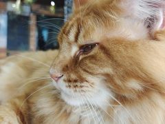 -蓝鲸·缅因猫舍