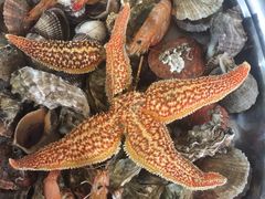 -宾朋海鲜特色美食餐厅·纯手工鲅鱼水饺(兴海路店)