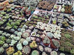 -荷兰花海