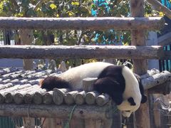 -大连森林动物园