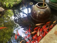 -野蔓果·山野菜(西湖景区·龙井茶田店)