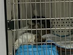 -艾贝尔宠物医院·24H转诊中心·肿瘤猫专科(江宁双龙店)
