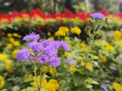 -黑龙江省森林植物园
