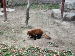 -上海野生动物园