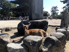 -奈良公园