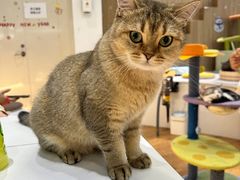 -COLOR PETS 撸猫馆·购猫·猫咖(长风大悦城店)