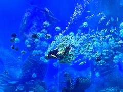 -哈尔滨波塞冬海底世界