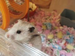 -Pets First伊珊娜洗护·精致美容·家庭式寄养(新会路店)