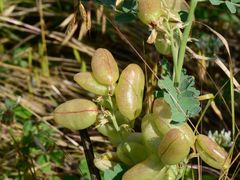 -火炉山森林公园