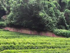 -雁南飞茶田景区