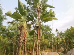 -深圳国际园林花卉博览园