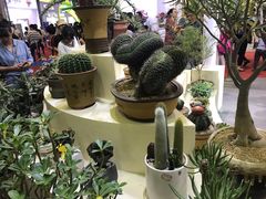 -东南花都花博园