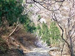 -北京鹫峰国家森林公园