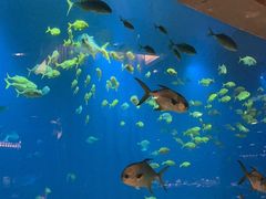 -涛·海底餐厅·美人鱼·自助餐·海底隧道(三亚海棠湾洲际度假酒店)