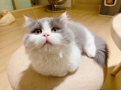 -猫腻·猫咖·撸猫馆(星光大道店)