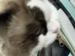 -米苏动物医院·犬猫专科·骨科外科内窥镜