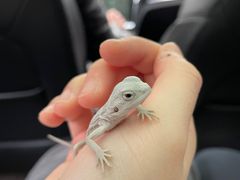 -酷以爬仙阁实体爬宠店·守宫·蜥蜴·专业繁育