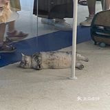 可爱系数max！