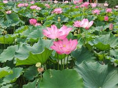 -莲花池公园